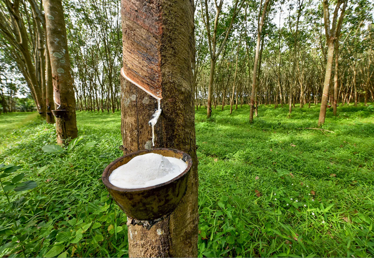 Natural rubber plantation in Indonesia